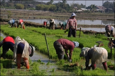 Thaïlande. 2013. Le repiquage du riz. Photo Alain Hervé.