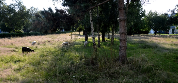 Dans cette prairie les moutons peuvent se croire à la campagne Exception faite du bruit des voitures sur le boulevard voisin.