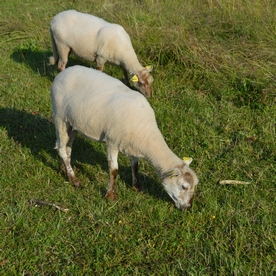 L'arrivée d'un visiteur ne les perturbe pas. L'arrivée d'un visiteur ne les perturbe pas.