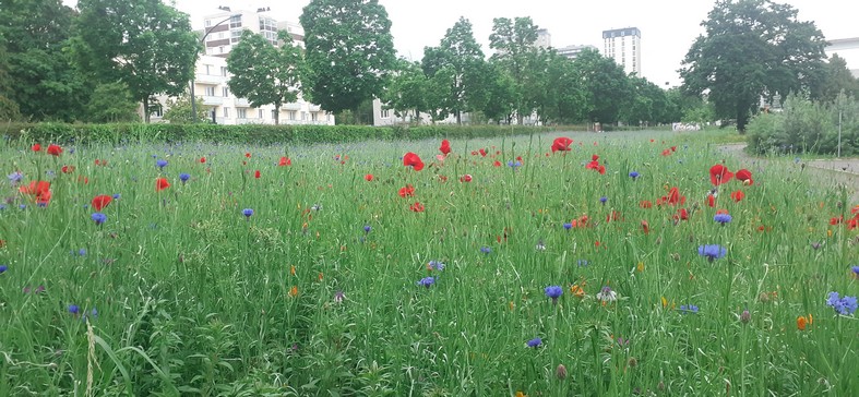 Sur le campus de Rennes2, le long de l'avenue  Gaston Berger. (mai 2026)