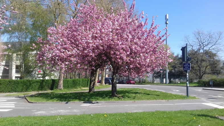 Au carrefour du Bd Jean-Baptiste de la Salle et de la rue Henri Le Guilloux (Avril 2018)